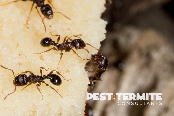 Pest & Termite Consultants Inc