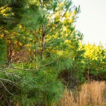 Arborgen Bullard Nursery