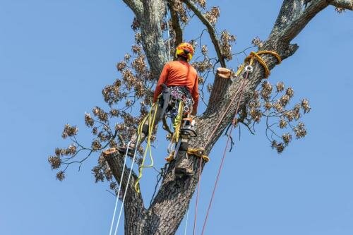 Earnest Tree Service