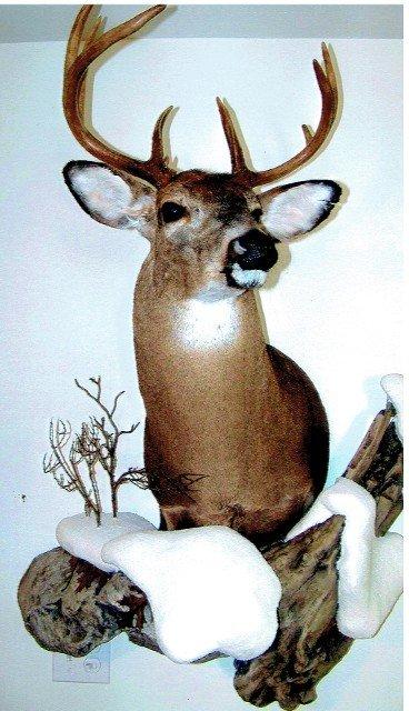 Klaus Kurt Taxidermist