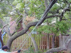 Tree Service of San Antonio