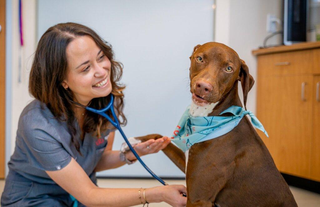 Sploot Veterinary Care-Rino