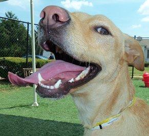 Countryside Kennels