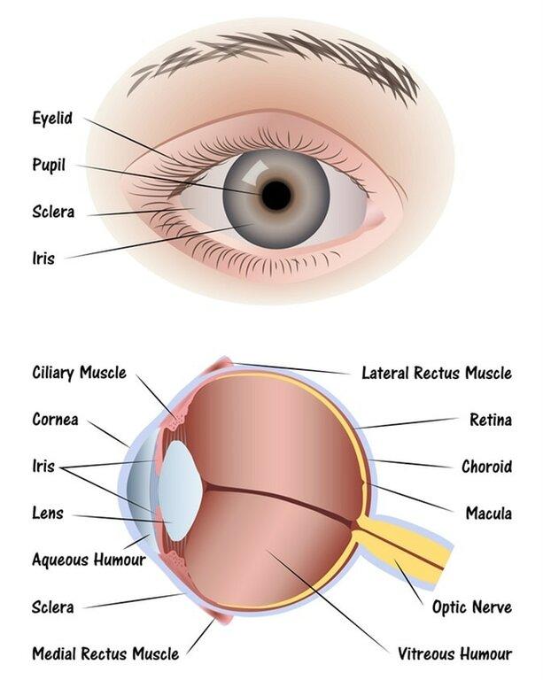 Southeast Kansas Eye Care