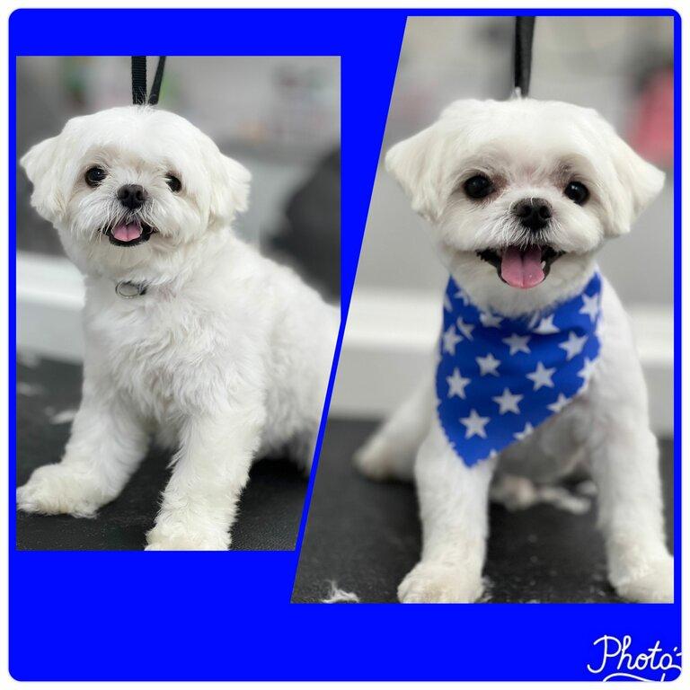 Rapawzel Dog Grooming & Day Care