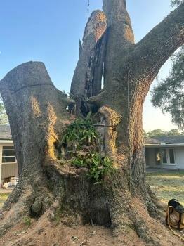 Volusia Bobcat & Tree Service