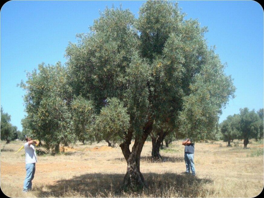 Large Olive Trees