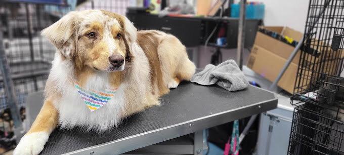 The Holistic Paw Dog Grooming and Med Spa