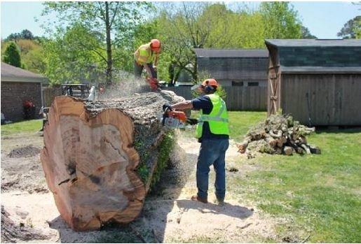 Allan Cartier's Tree Service