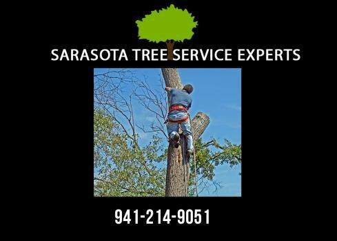 Sarasota Tree Service Experts