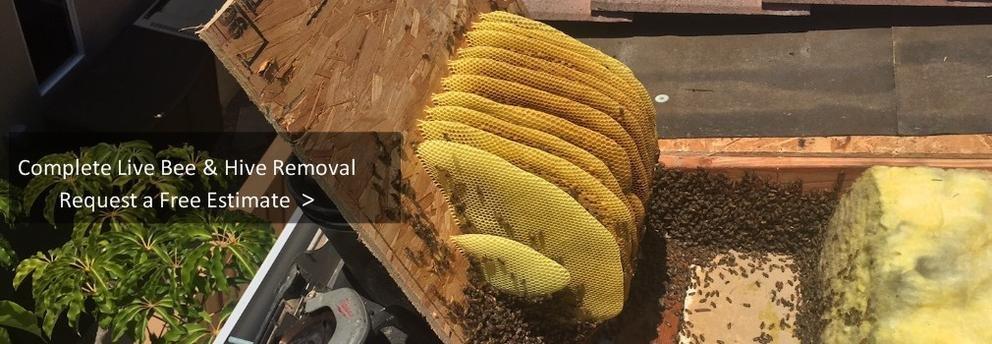 AA-Beekeeper-Live Bee Removal & Relocation