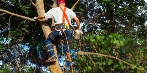 Rc's Tree Service