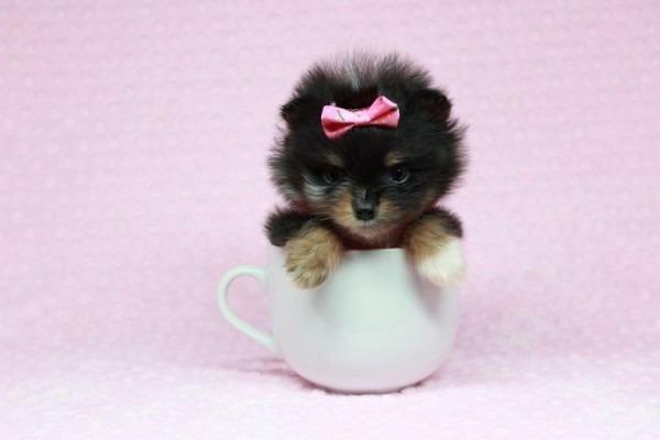 Puppy Heaven-Teacup & Toy Puppies For Sale