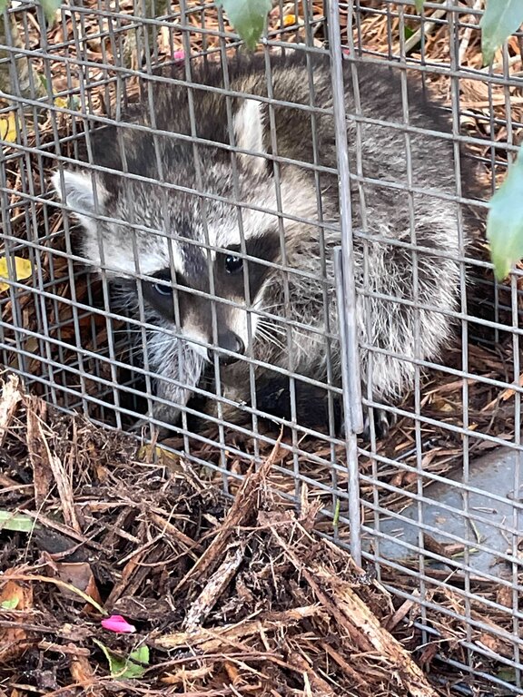 Nextgen Rodent Wildlife & Critter Removal