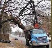 Butler Tree Service