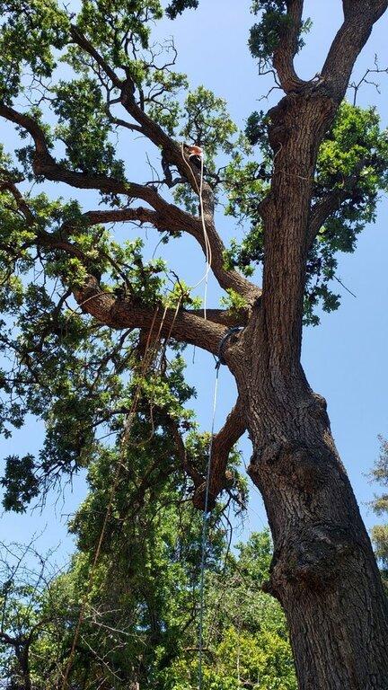 Sequoias Tree Service