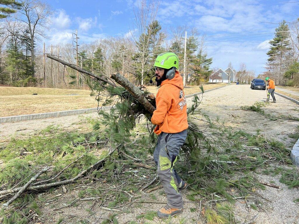 Walnut Tree Service