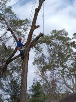 Gregg's Quality Tree Care