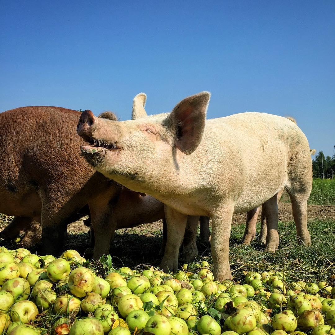 Meander River Farm & Brewery