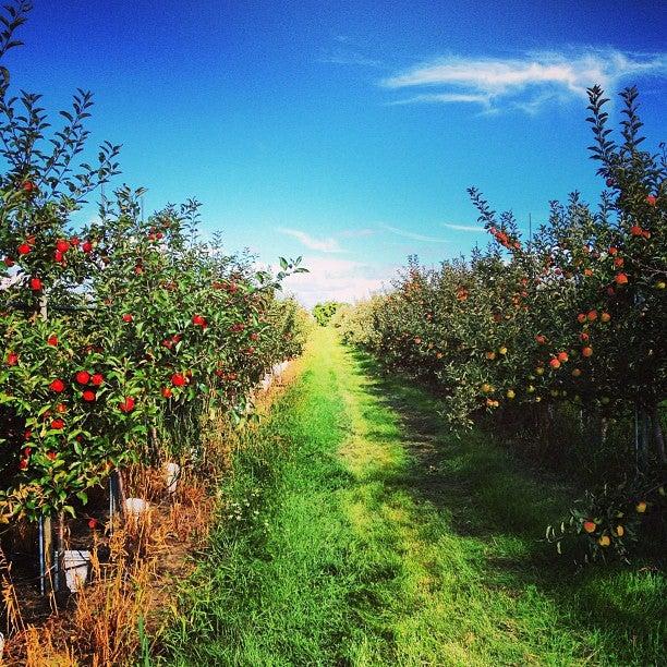 Archibald Orchards & Estate Winery