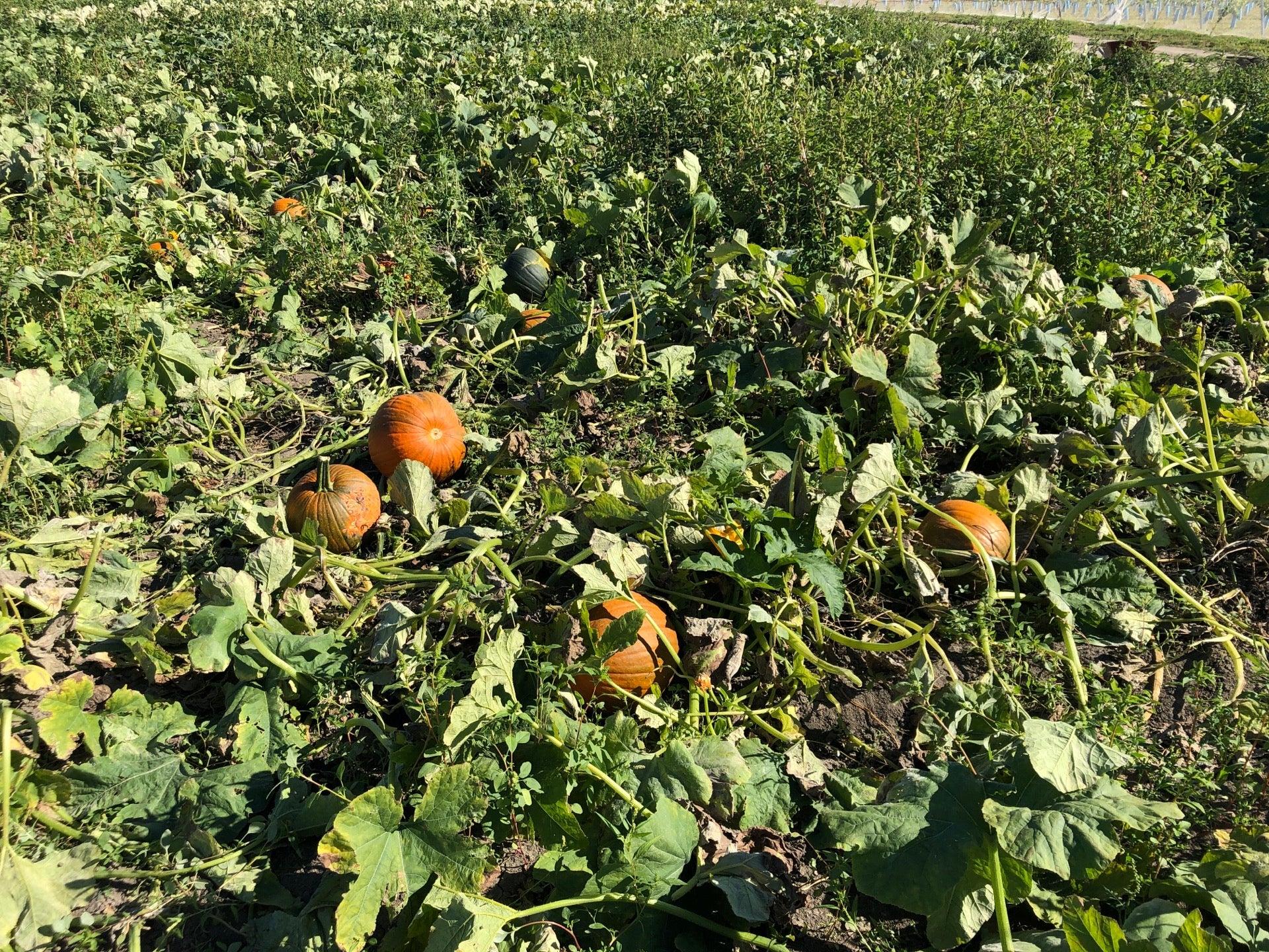 Centre d'Interpretation de la Courge du Quebec