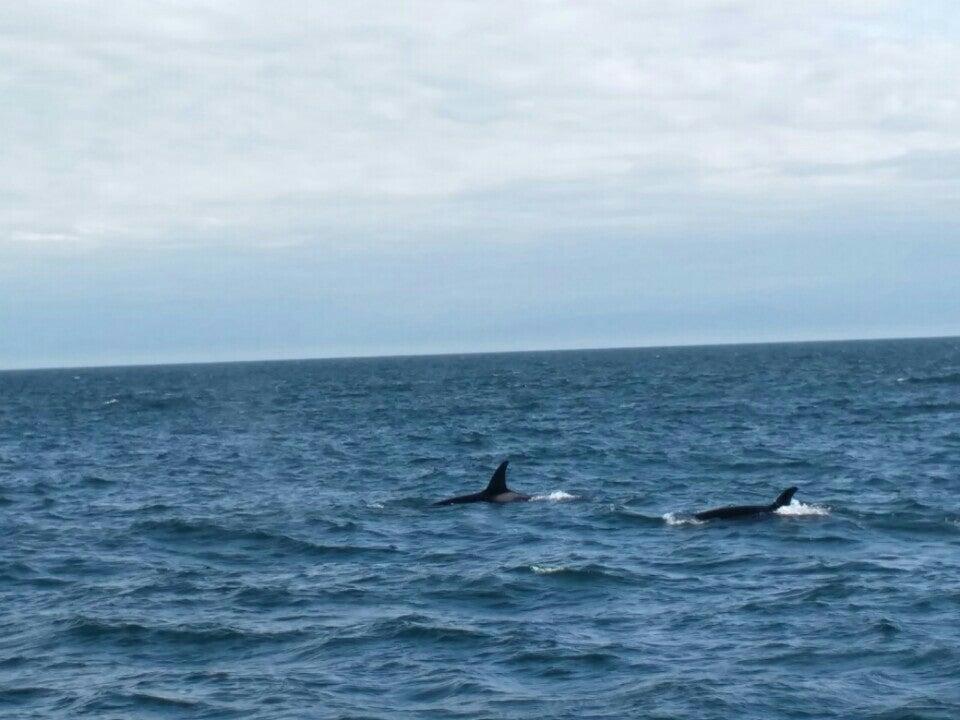 Orca Spirit Adventures