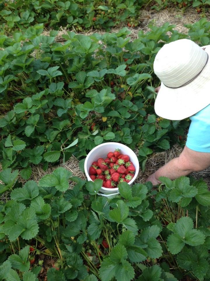 McLean Berry Farm