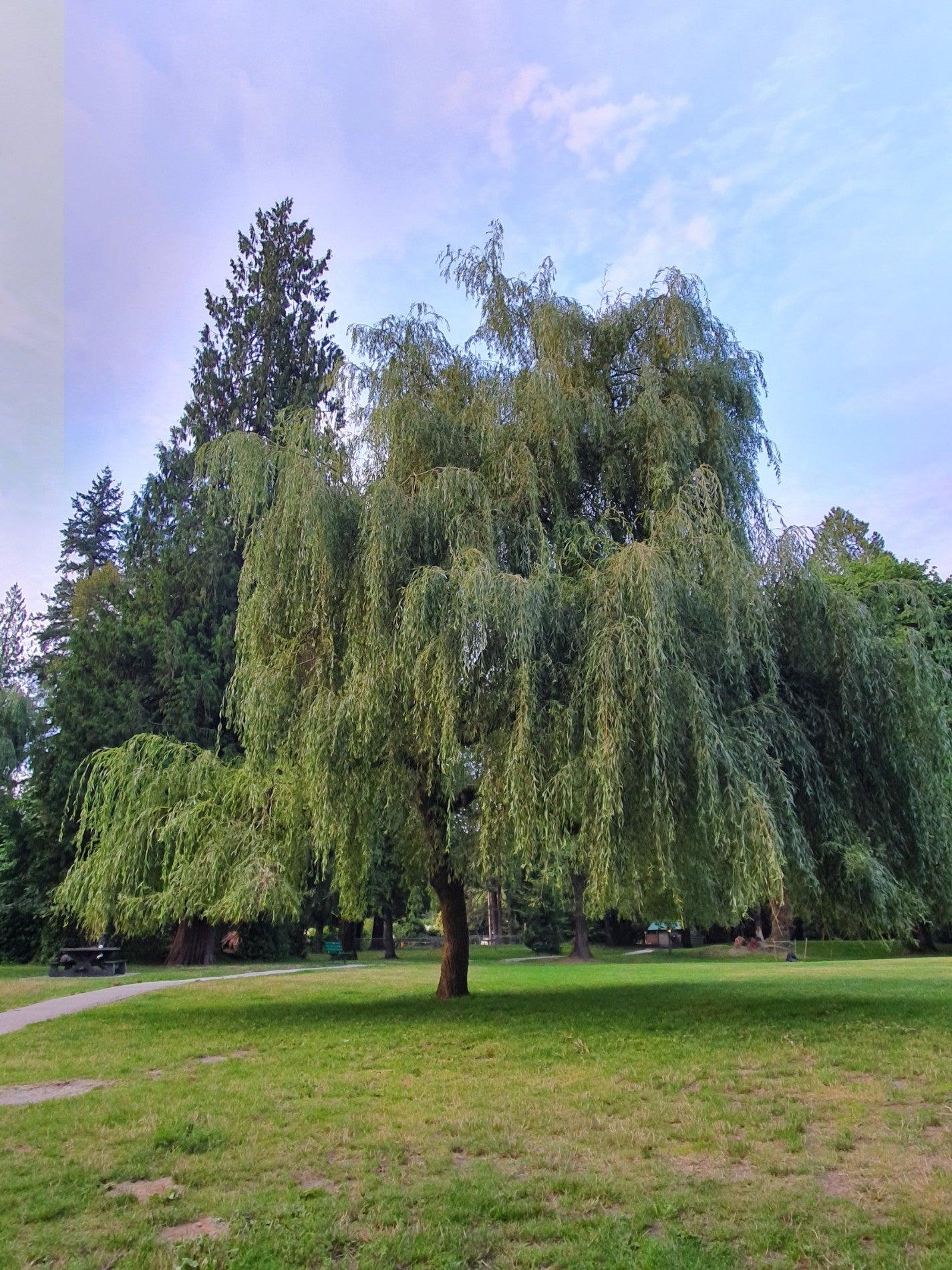 Maple Ridge Park