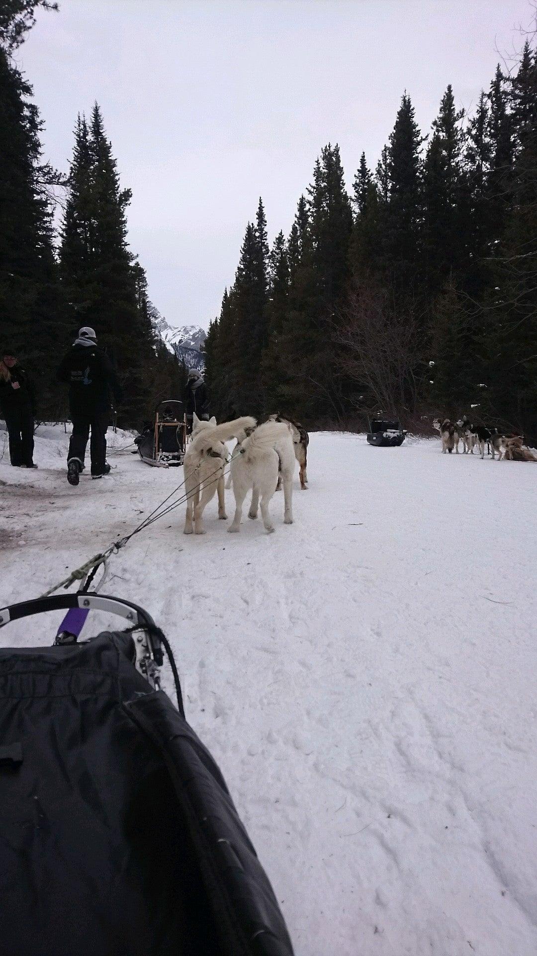 Snowy Owl Sled Dog Tours