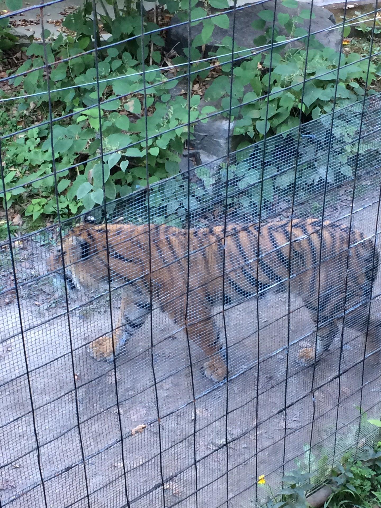 Toronto Zoo