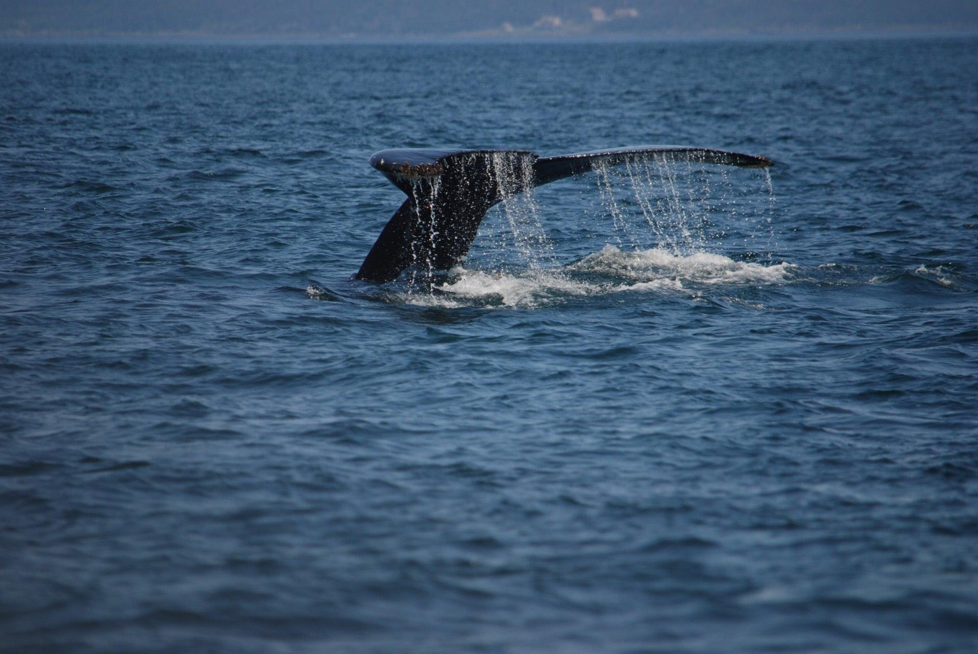 Dockside Whale Watching