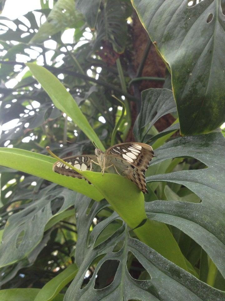 Windmill Garden Centre