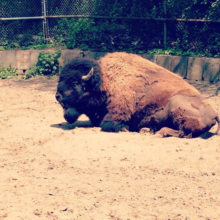 High Park Zoo