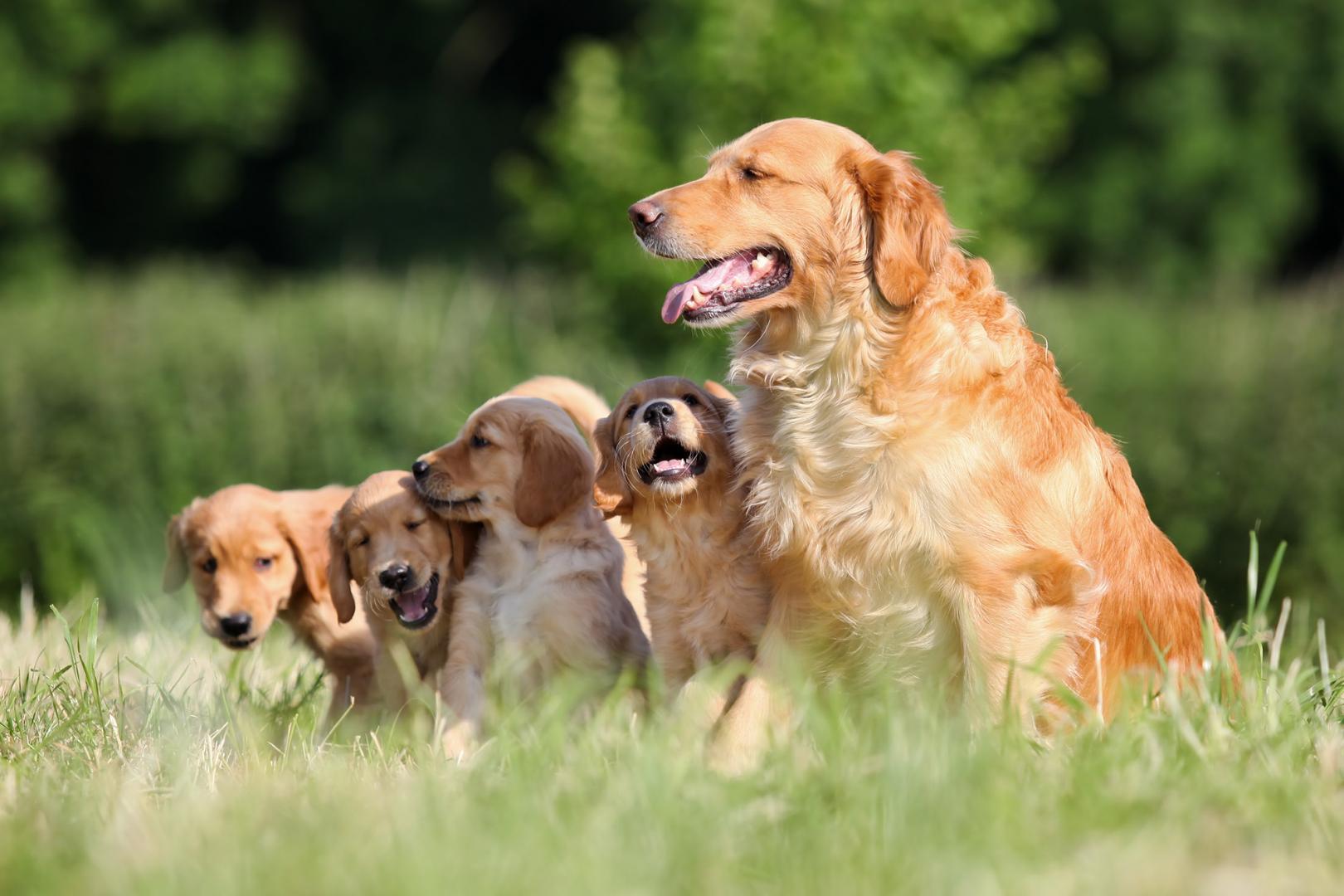 Coiffure Canine Inc