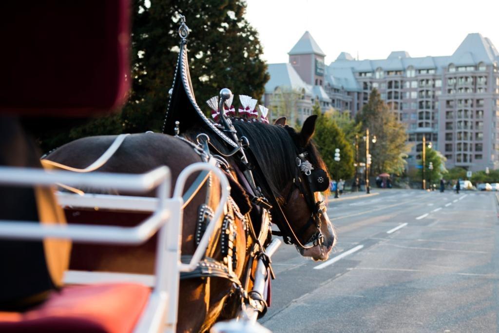 Tally-Ho Carriage Tours