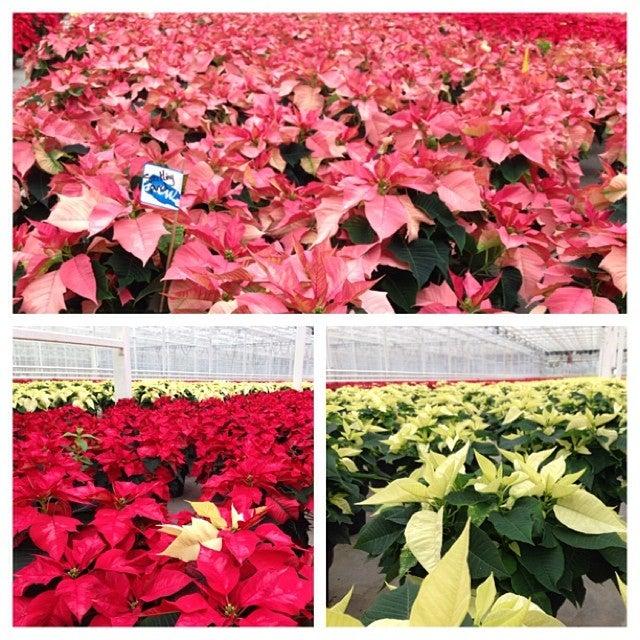 Darvonda Nurseries