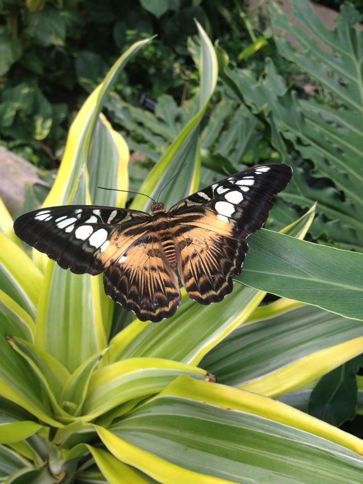 Cambridge Butterfly Conservatory