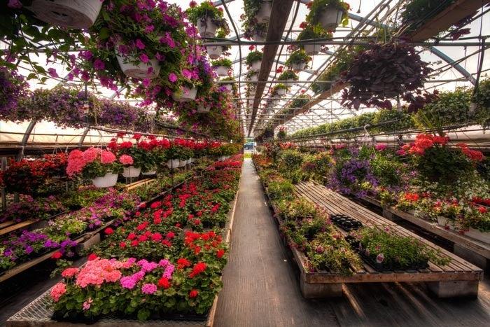 Robert Laplante Greenhouses