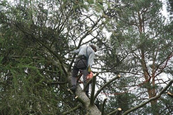 Elite Edmonton Tree Removal