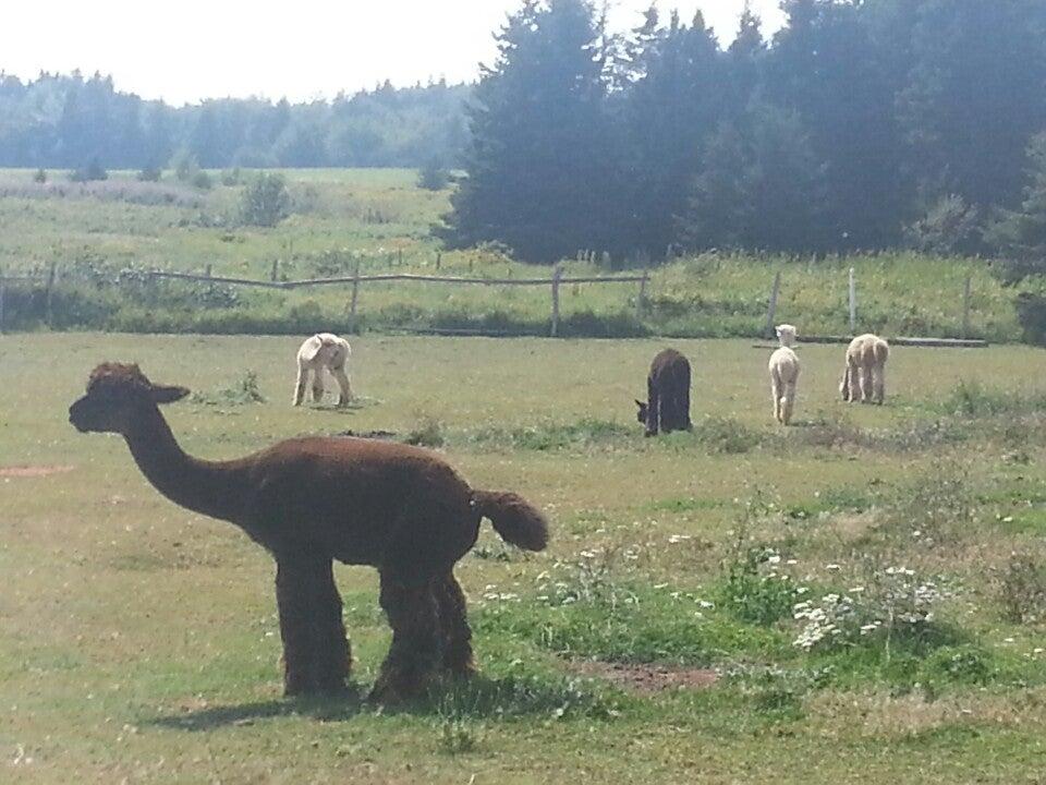 Green Gable Alpacas