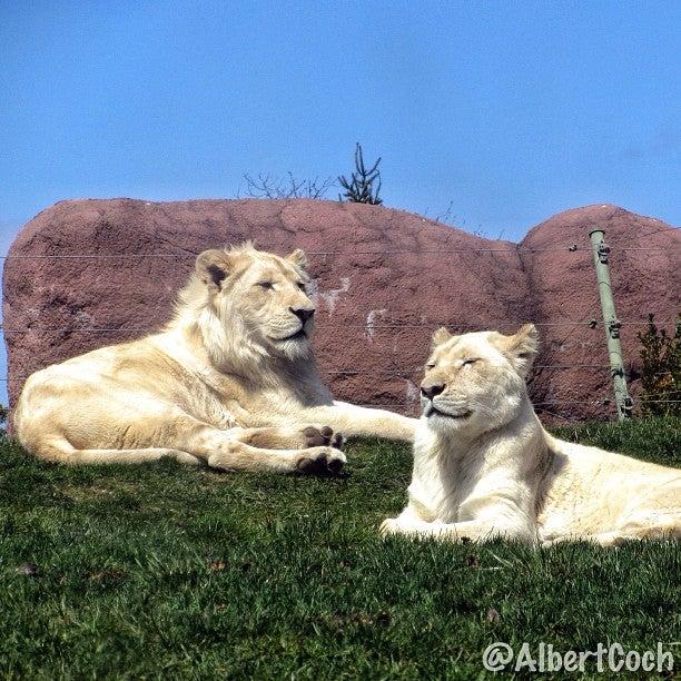 Toronto Zoo