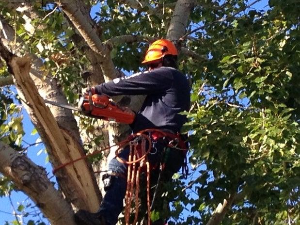 Resident Tree Service