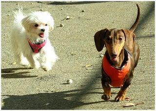 Canine Campus Dog Daycare