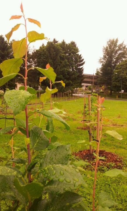 Copley Community Orchard