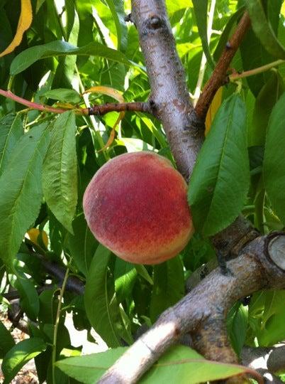 Parkway Orchards