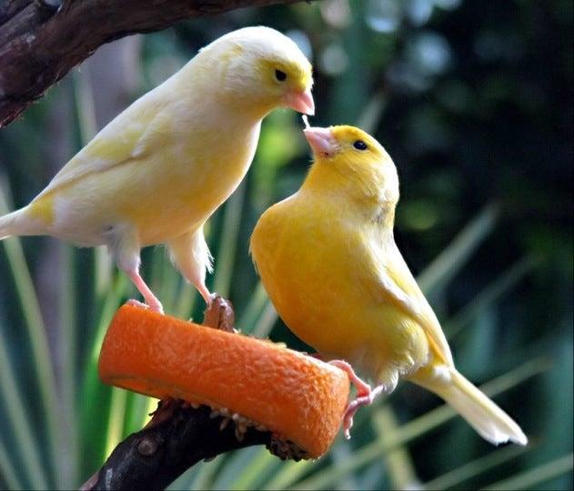 Bloedel Conservatory