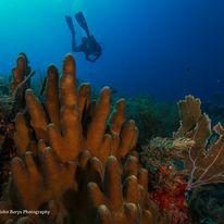 Atlantic Pro Divers