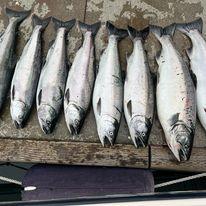 Cut Plug Charters-Seattle Salmon Fishing