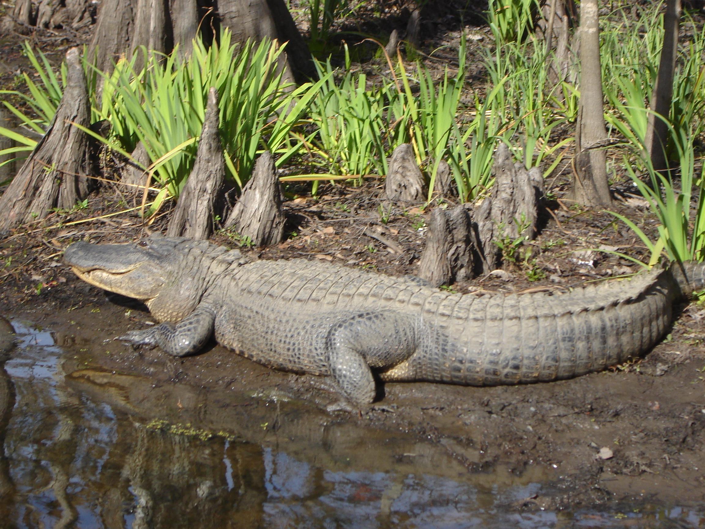 Louisiana Tour Company