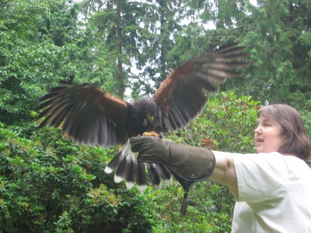 Raptors Ridge Birds of Prey